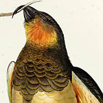 Detail of Philip Island parrot from John Gould's Birds of Australia vol 5.