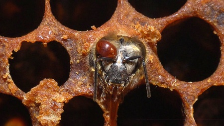 New money for research to halt honey bee killer