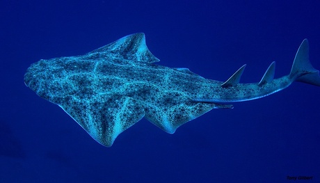 The Angelshark (Squatina squatina) typifies the fish most at risk of extinction: it grows to a large size and is cartilaginous, so it has characteristics which make it less resilient.  Once common throughout Europe, it is now only found in the Canary Islands.  Picture courtesy of Tony Gilbert.
