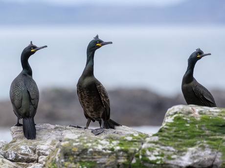 Three dark-feathered birds sitting on a rock
