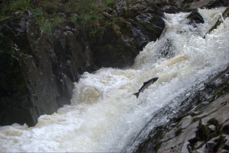 Wild salmon (River Dee Trust)