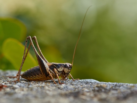 A cricket sitting on a rock with a leafy green backdrop