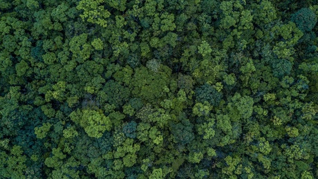 Actively restored tropical forests recover above ground biomass faster than areas left to regenerate naturally after being logged, according to new research