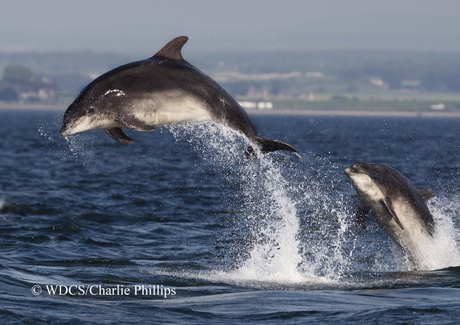 Bottlenose dolphins in the Moray Firth courtesy of WCDS/Charlie Phillips