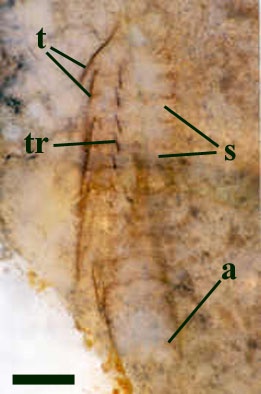 An almost complete specimen of Heterocrania rhyniensis in longitudinal section seen in dorsal aspect (the dorsal surface has been lost during sample preparation). This shows the margins of the fused tergites (t) with the corresponding sternites at depth in the section (s). The curious rod-like tubes are also shown (tr), together with the anterior segments of the postabdomen (a) (scale bar = 1mm).