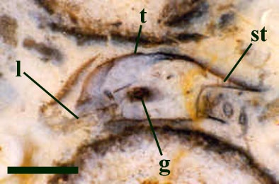 Transverse cross section through the preabdomen of Heterocrania rhyniensis showing the convex tergite (t) with lateral shelf-like projections supported internally by cuticular struts (st). One of the leg appendages is visible (l) together with probable gut contents (g) (scale bar = 500μm).