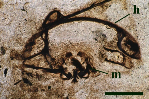 Transverse cross section through the head capsule of Heterocrania rhyniensis showing the domed dorsal surface (h) and what are most probably mouthparts (m) (scale bar = 500μm) (Copyright owned by The Natural History Museum)