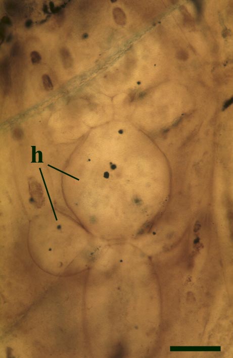 Longitudinal section of the charophyte Palaeonitella cranii showing hypertrophied cells (h) in response to parasitism by the fungi Milleromyces rhyniensis and Krispiromyces discoides (scale bar = 150μm) (Copyright owned by University of Münster).
