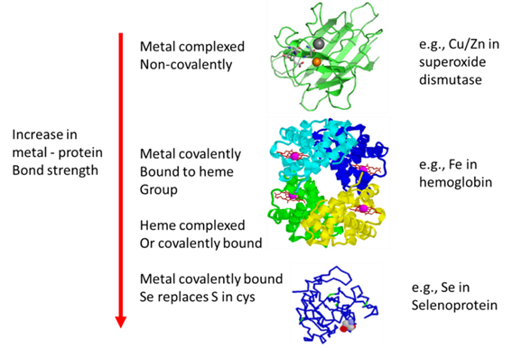Metallo-Protein Speciation