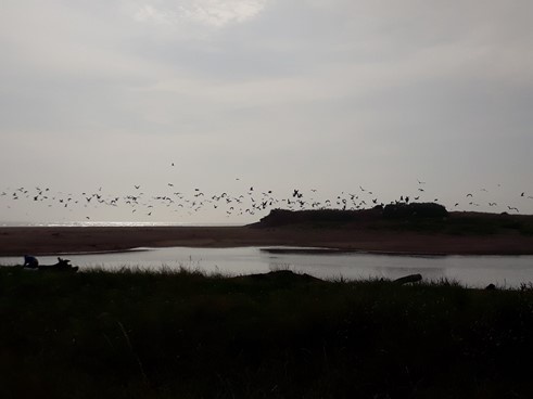 Beach scene with flock of birds