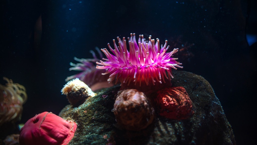 Using the rapid regenerative response of the beadlet anemone (Actinia equina) as model system for human wound healing