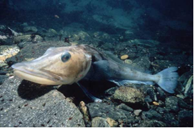 Mackerel icefish