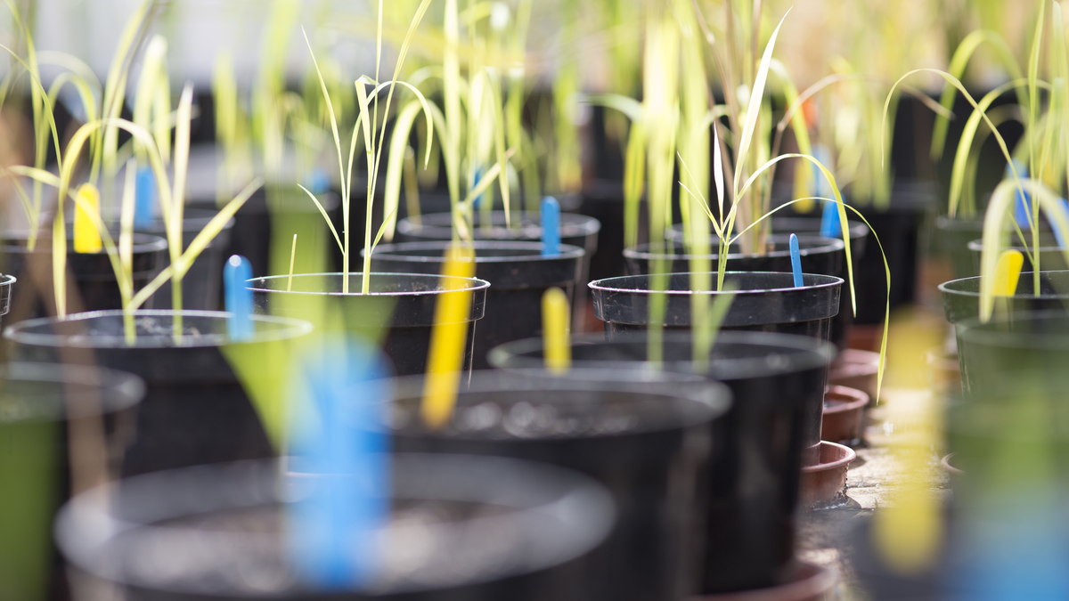 Plant and Soil Science Undergraduate Degrees Study Here The