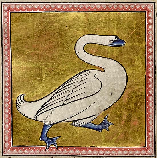Swan detail from f.58v