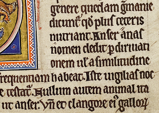 The Swan, cont. Of the Duck. Detail from f.59v