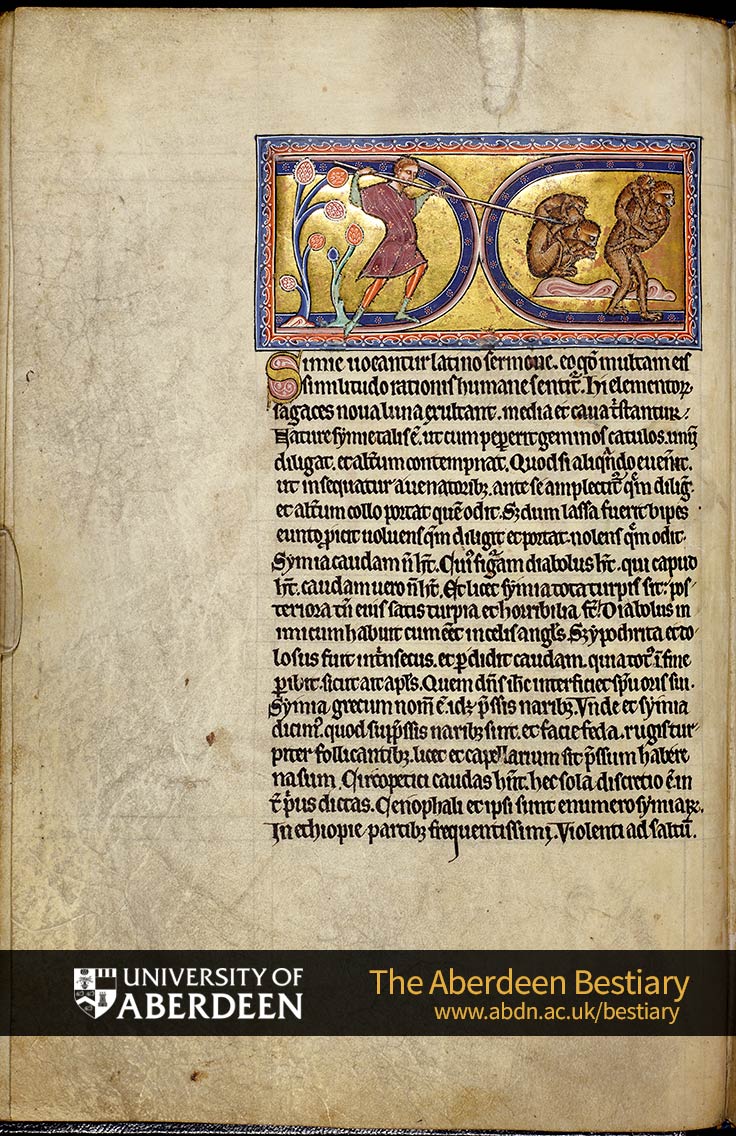 Folio 12v - Simie vocantur...; apes. | The Aberdeen Bestiary | The University of Aberdeen