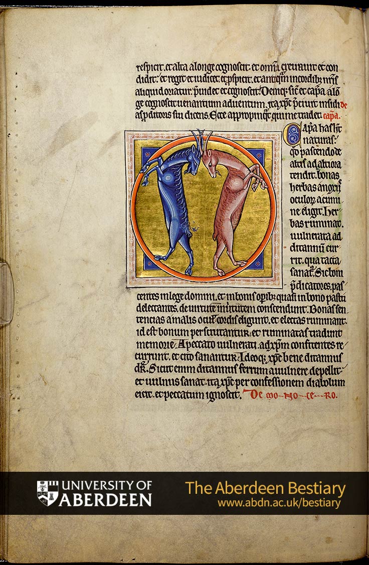 Folio 14v - De caprea; the wild goat | The Aberdeen Bestiary | The University of Aberdeen