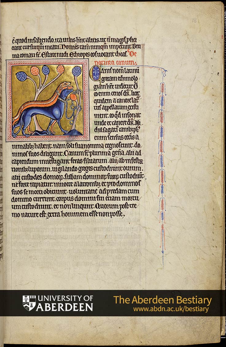 Folio 18r - Wolf, continued. De natura canum; Of the nature of dogs. | The Aberdeen Bestiary | The University of Aberdeen