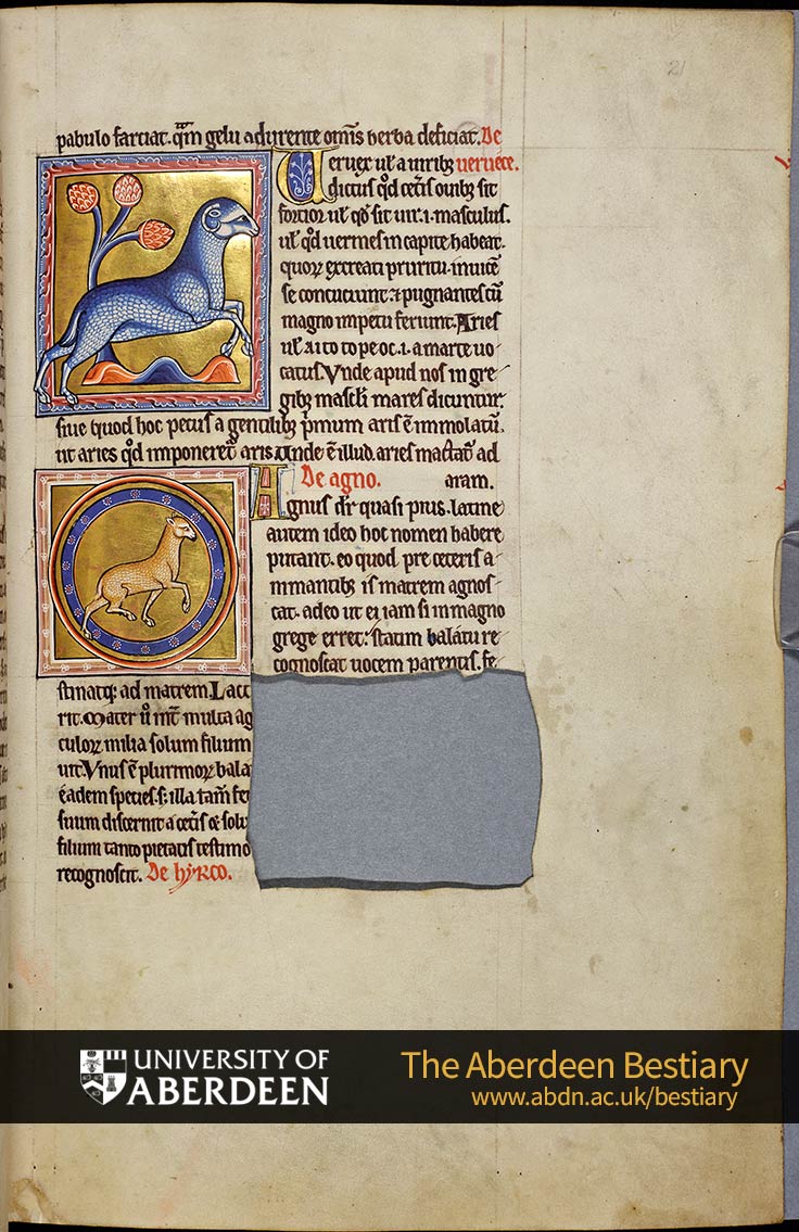 Folio 21r - Sheep, continued. De vervece; the ram. De agno; the lamb. De hyrco; the he-goat | The Aberdeen Bestiary | The University of Aberdeen