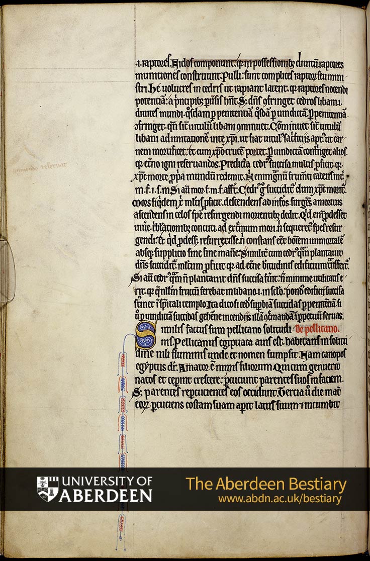 Folio 34v - cedars, continued. De pellicano; Of the pelican | The Aberdeen Bestiary | The University of Aberdeen