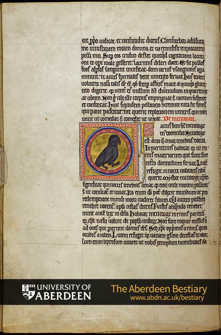 Folio 35v - the pelican, continued. De nicticorace; the night owl | The Aberdeen Bestiary | The University of Aberdeen