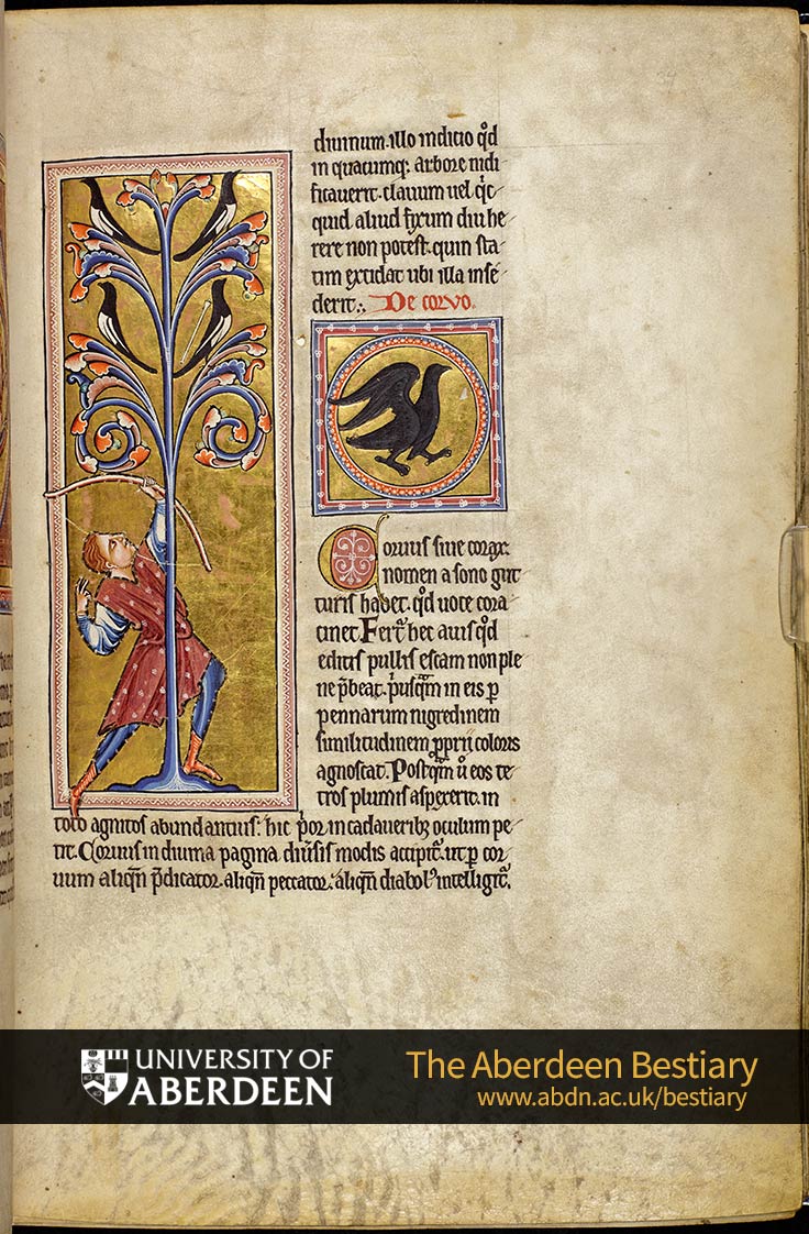 Folio 37r - the magpie, continued. De corvo; the raven | The Aberdeen Bestiary | The University of Aberdeen