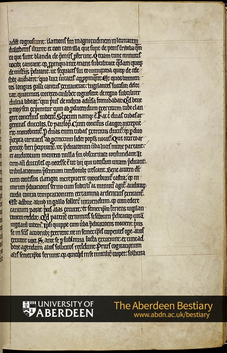 Folio 40r - the cock, continued. | The Aberdeen Bestiary | The University of Aberdeen