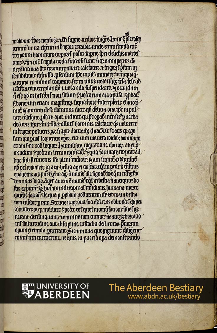 Folio 43r - the ostrich, continued. | The Aberdeen Bestiary | The University of Aberdeen