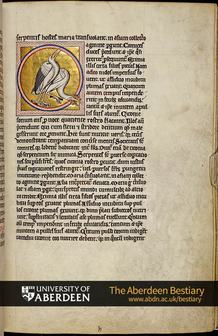 Folio 49r - the stork, continued. | The Aberdeen Bestiary | The University of Aberdeen