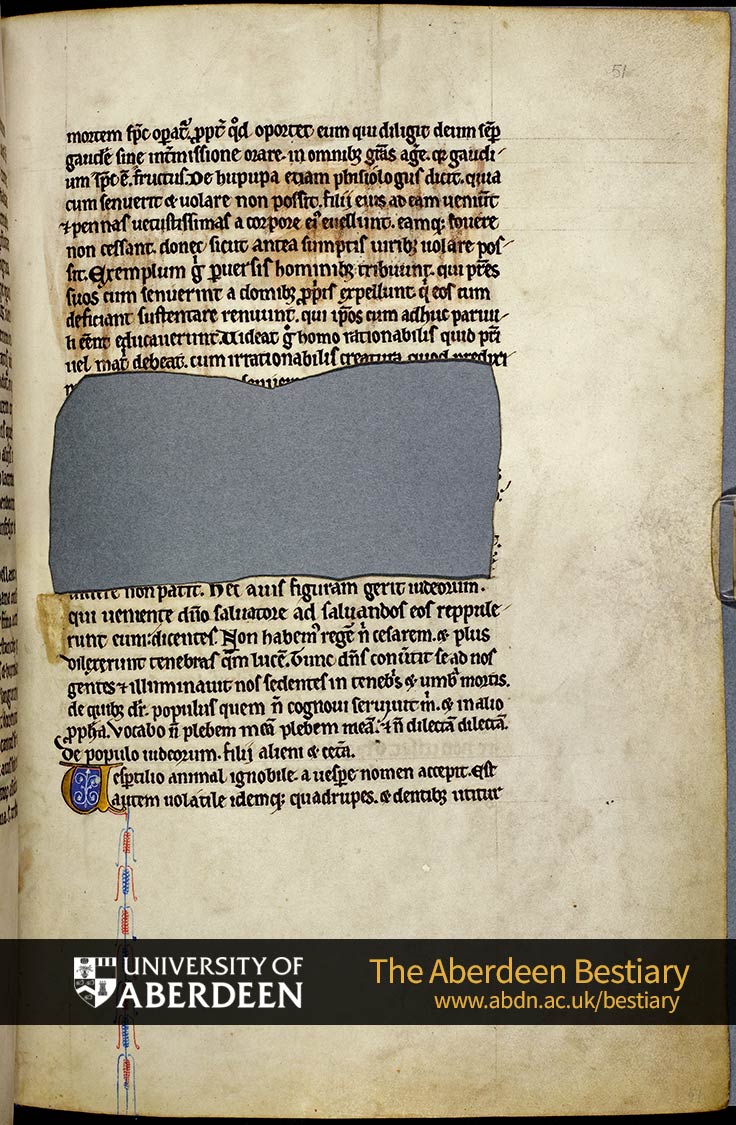 Folio 51r - the hoopoe, continued. De noctua; Of the nightowl. [De vespertilione]; Of the bat | The Aberdeen Bestiary | The University of Aberdeen