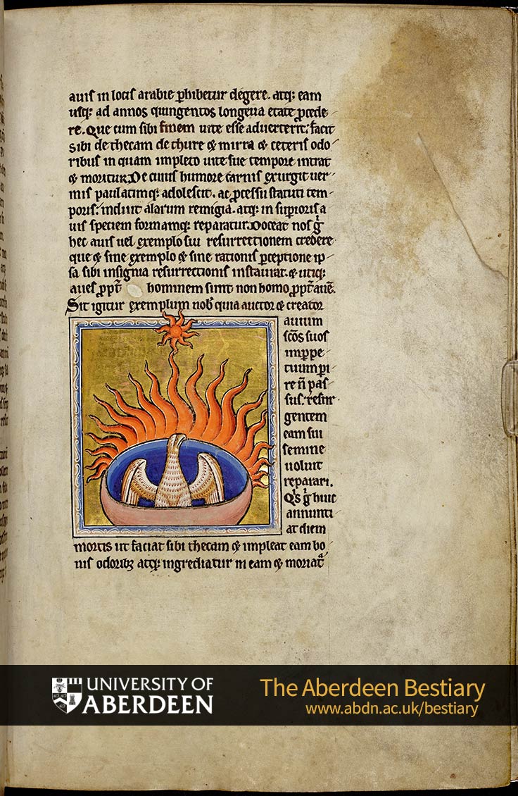 Folio 56r - the phoenix, continued. | The Aberdeen Bestiary | The University of Aberdeen