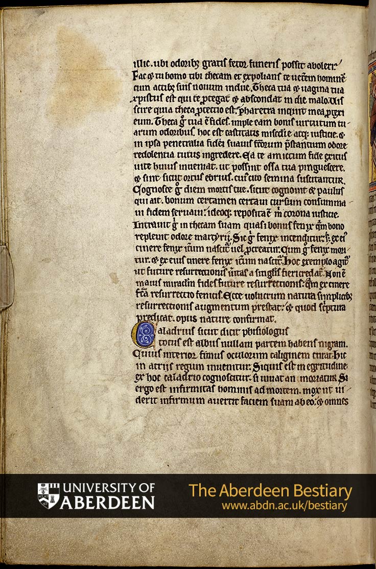 Folio 56v - the phoenix, continued. [De caladrio]; Of the caladrius | The Aberdeen Bestiary | The University of Aberdeen