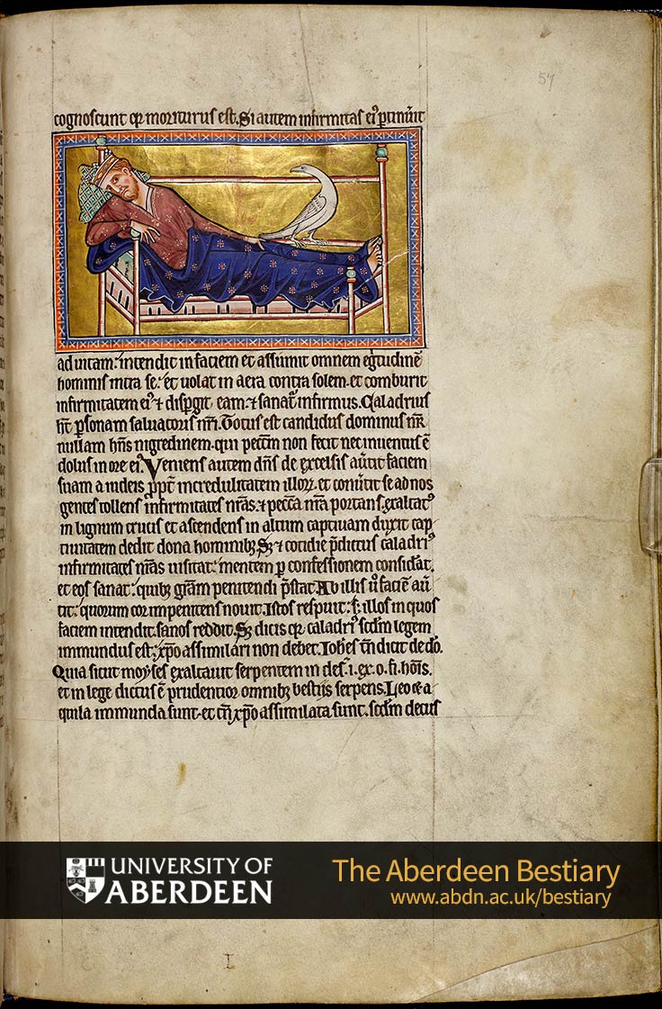 Folio 57r - the caladrius, continued. | The Aberdeen Bestiary | The University of Aberdeen