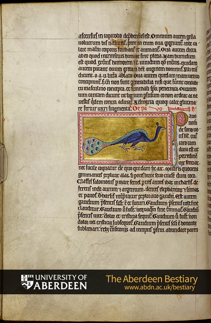Folio 59v - the duck, continued. De pavone; Of the peacock | The Aberdeen Bestiary | The University of Aberdeen