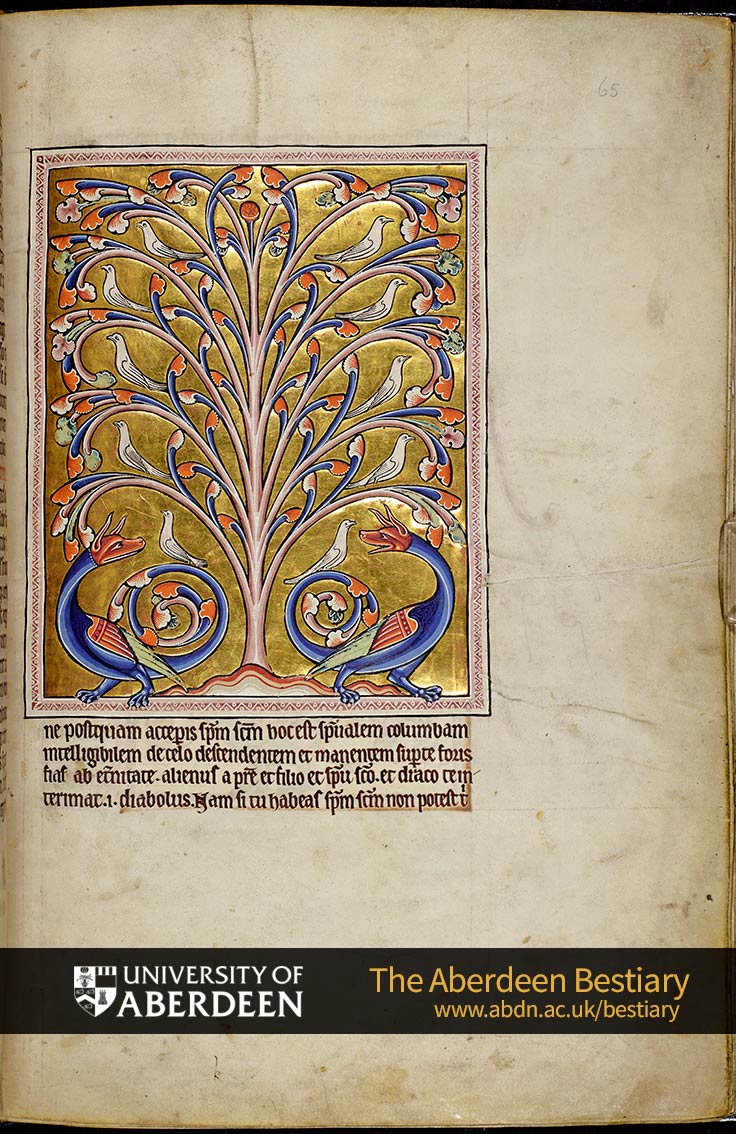 Folio 65r - the perindens tree, continued. | The Aberdeen Bestiary | The University of Aberdeen