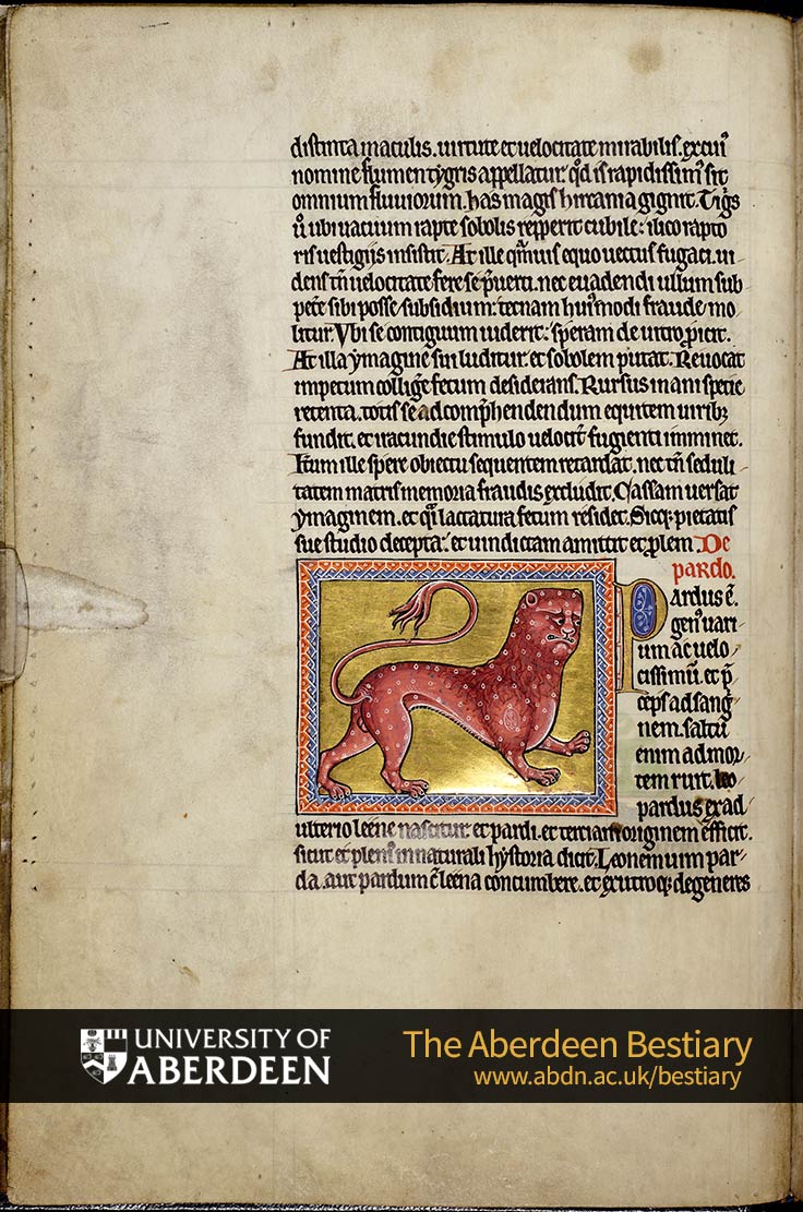 Folio 8v - Tiger, continued. De pardo; the pard. | The Aberdeen Bestiary | The University of Aberdeen