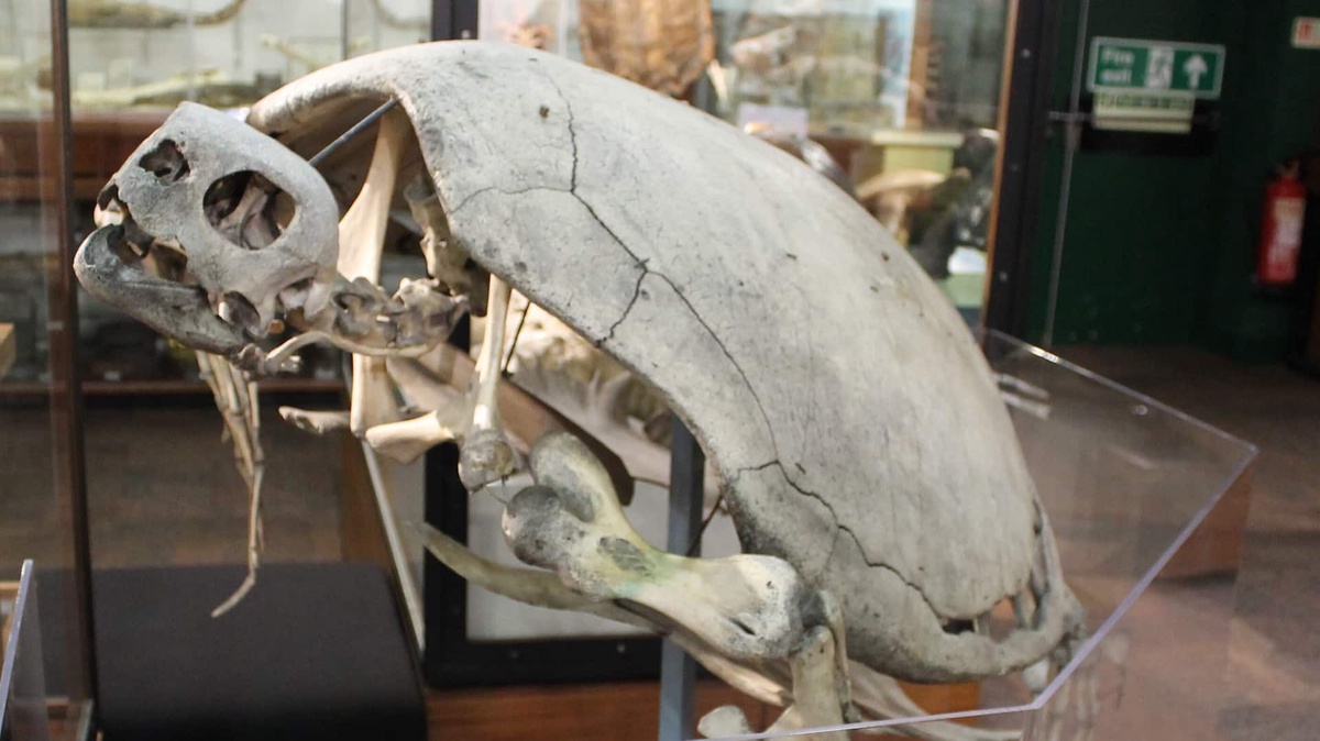 turtle skeleton