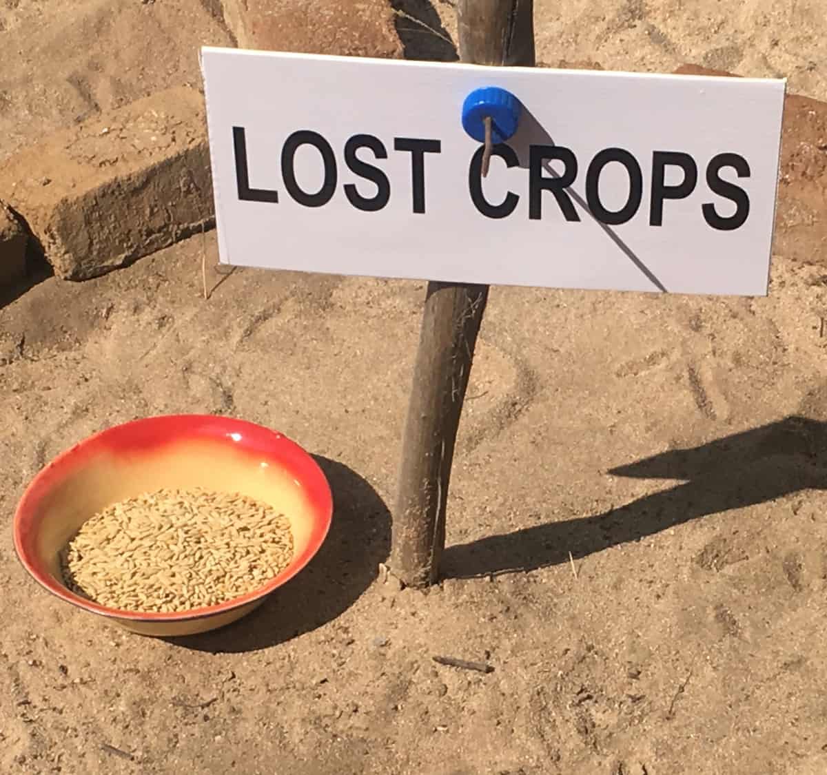 lost crops