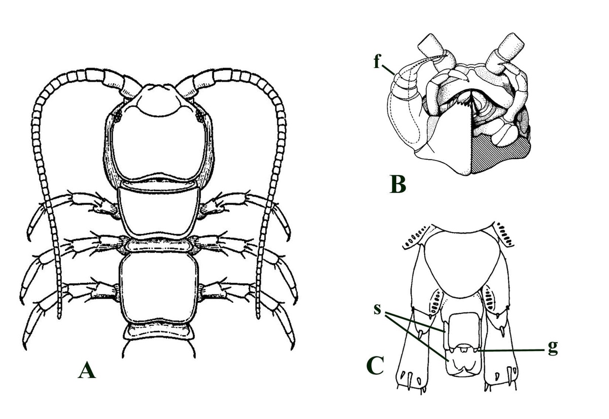 Line drawings of lithobiomorph centipedes (not shown to scale). A, dorsal view of Lithobius sp. showing head and anterior of body (based on Snodgrass 1952); B, ventral view of head of Lithobius forficatus showing the forcipules or 'poison claws' (f); C, ventral view of terminal trunk segments of a male Lithobius pilicornis showing genital segments (s) and gonopods (g) (after Lewis 1981).