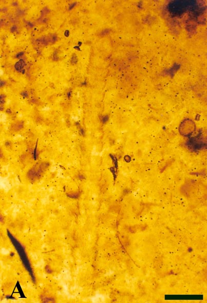Antennal elements of Crussolum sp. (A) (scale bar = 500 μm)