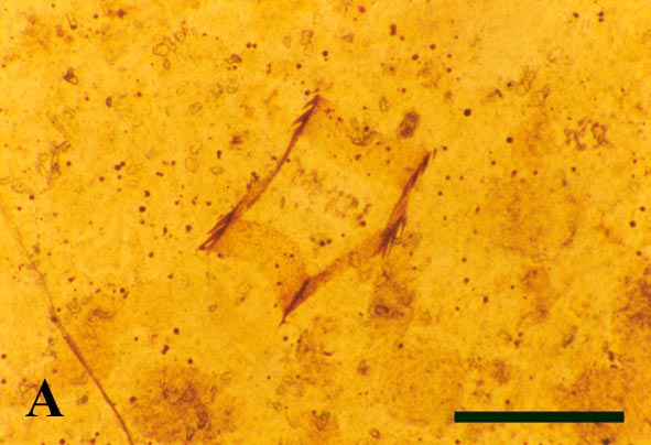 Podomeres of trunk appendages of Crussolum sp., cross section through a leg podomere, possibly a tibia or femur (A) (scale bar = 500 μm)