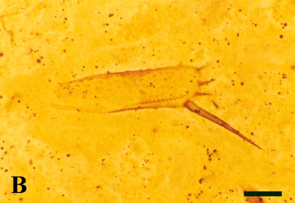 Podomeres of trunk appendages of Crussolum sp., cross section through a leg podomere, femur (B) (scale bar = 500 μm)
