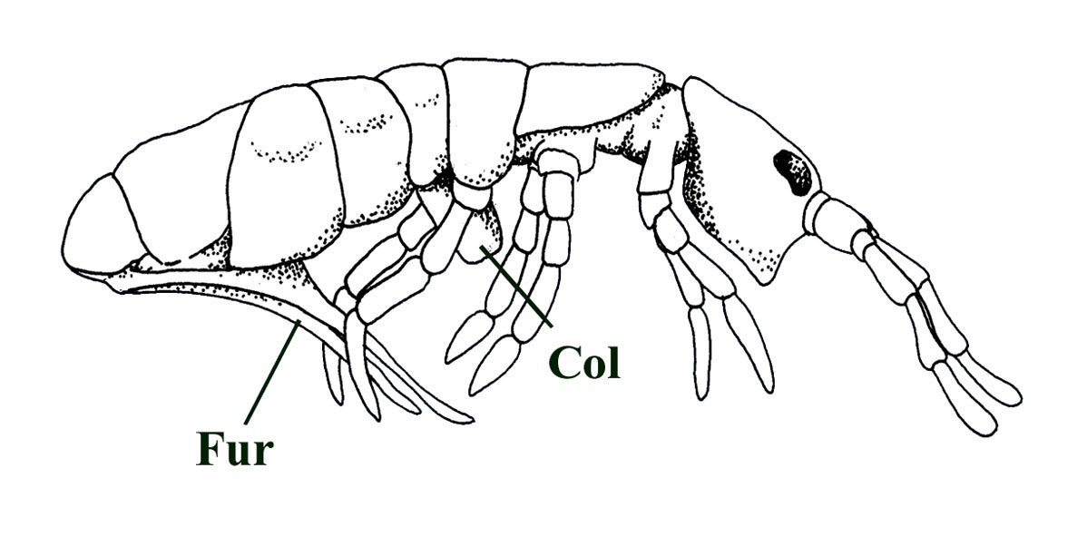 A modern collembolan or 'springtail'. Notice the ventral fork-like furcula or 'spring' (Fur) towards the back of the animal and the ventral tube-like collophore (Col). Compare this image with the Rhyniella images below.