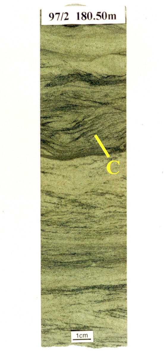 Current ripples (C) in sandstones with dark carbonaceous debris.