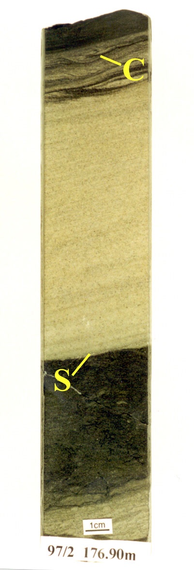 Graded sandstone bed with sharp erosive base (S) fining upwards into more argillaceous current rippled sandstone (C).