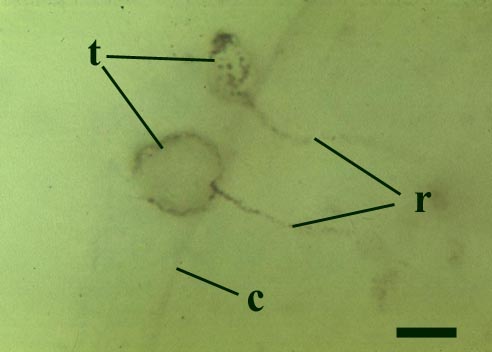 Two spherical thalli of Lyonomyces pyriformis (t) attached to the outside of a Palaeonitella cell. The cell wall (c) is penetrated by two collapsed rhizoids (r) (scale bar = 10μm) (Copyright owned by University of Münster).