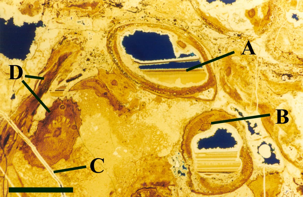 cross section of something with A, B, C and D marked