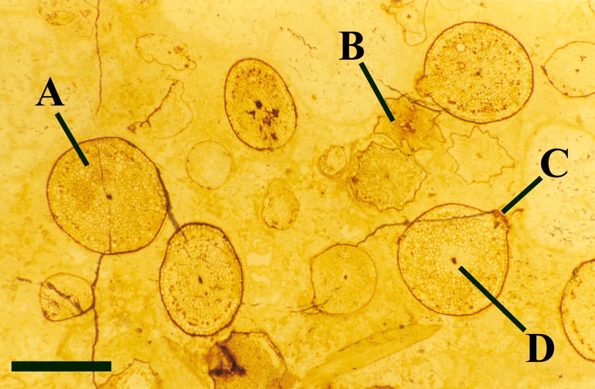 cross section of something with A, B, C and D marked