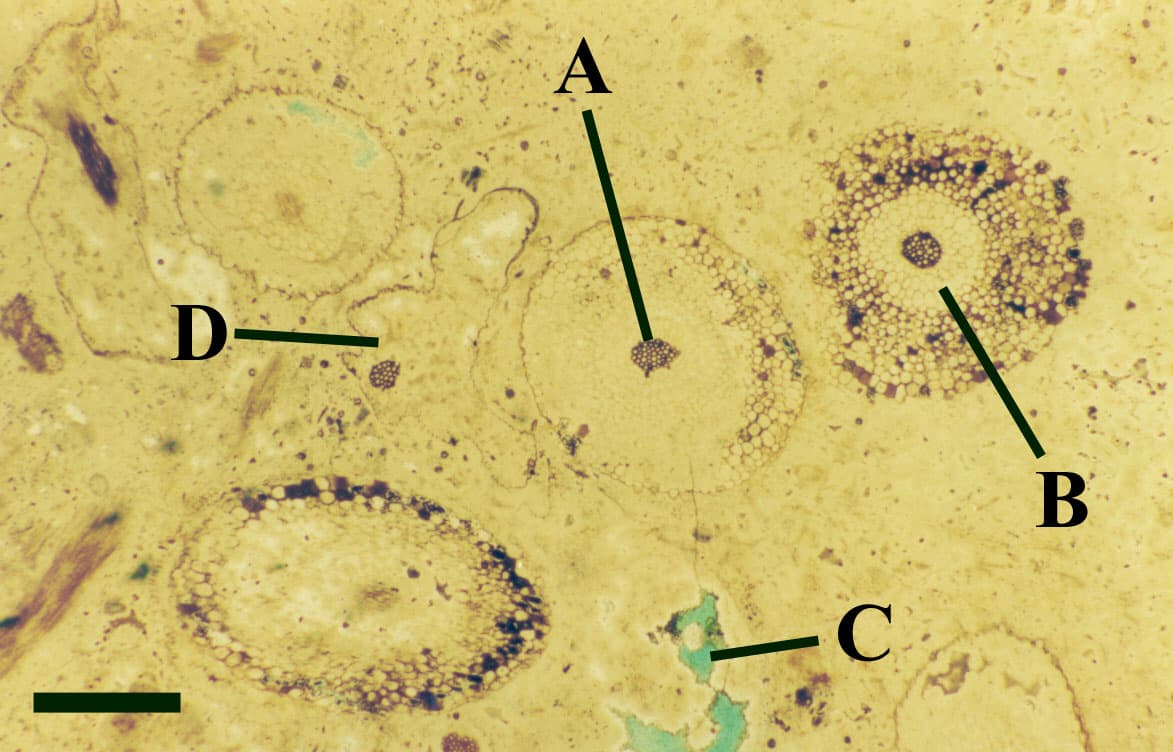 microscope scan of something with A B C and D marked
