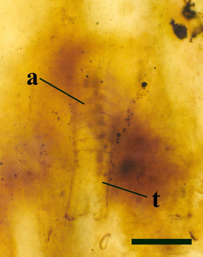 The holotype of Lepidocaris rhyniensis. This is a half-grown individual showing the multi-segmented trunk (a) and tail or 'telson' (t) (scale bar = 200μm) (Copyright owned by The Natural History Museum).